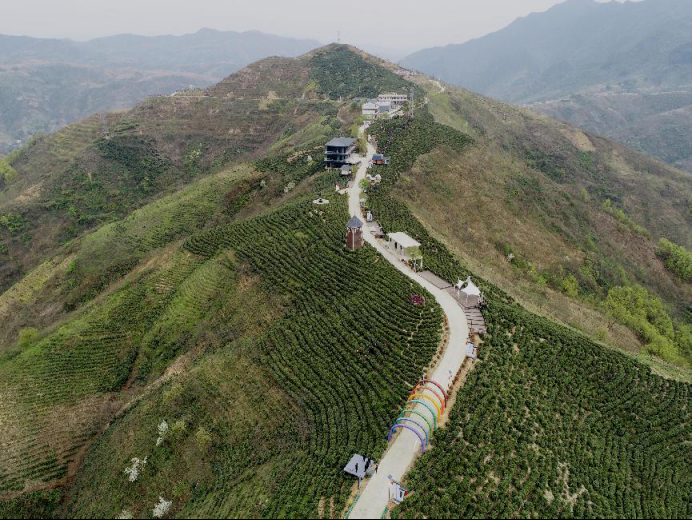 陜西廣電融媒體集團(tuán)農(nóng)林衛(wèi)視助力陜西茶區(qū)“以茶興業(yè)，以茶富民”