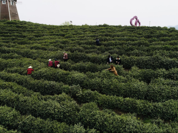 陜西廣電融媒體集團(tuán)農(nóng)林衛(wèi)視助力陜西茶區(qū)“以茶興業(yè)，以茶富民”